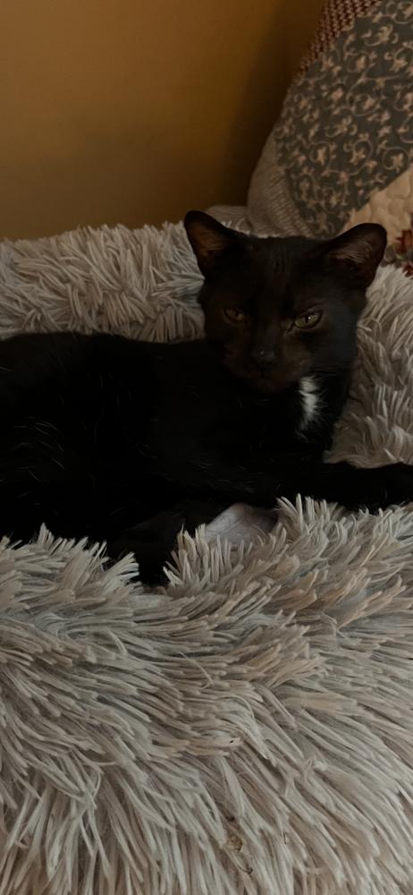 Enlarge Harrison, a Adoptable Domestic Short Hair in Hudson, NH image 5/6