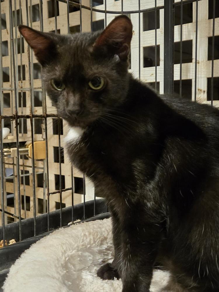 Enlarge Harrison, a Adoptable Domestic Short Hair in Hudson, NH image 6/6