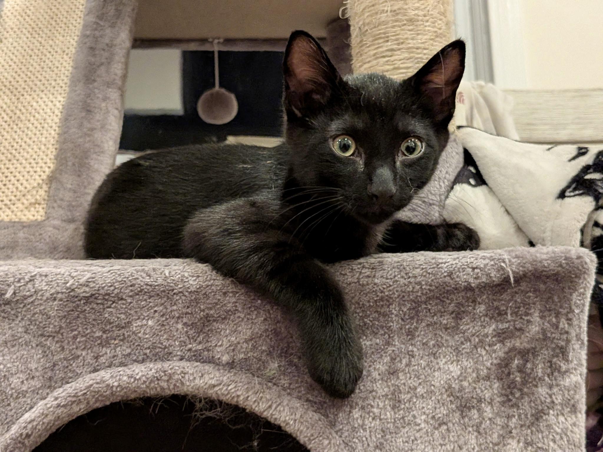 Enlarge Myki Meeks, a Adoptable Domestic Short Hair in Syracuse, NY image 2/5
