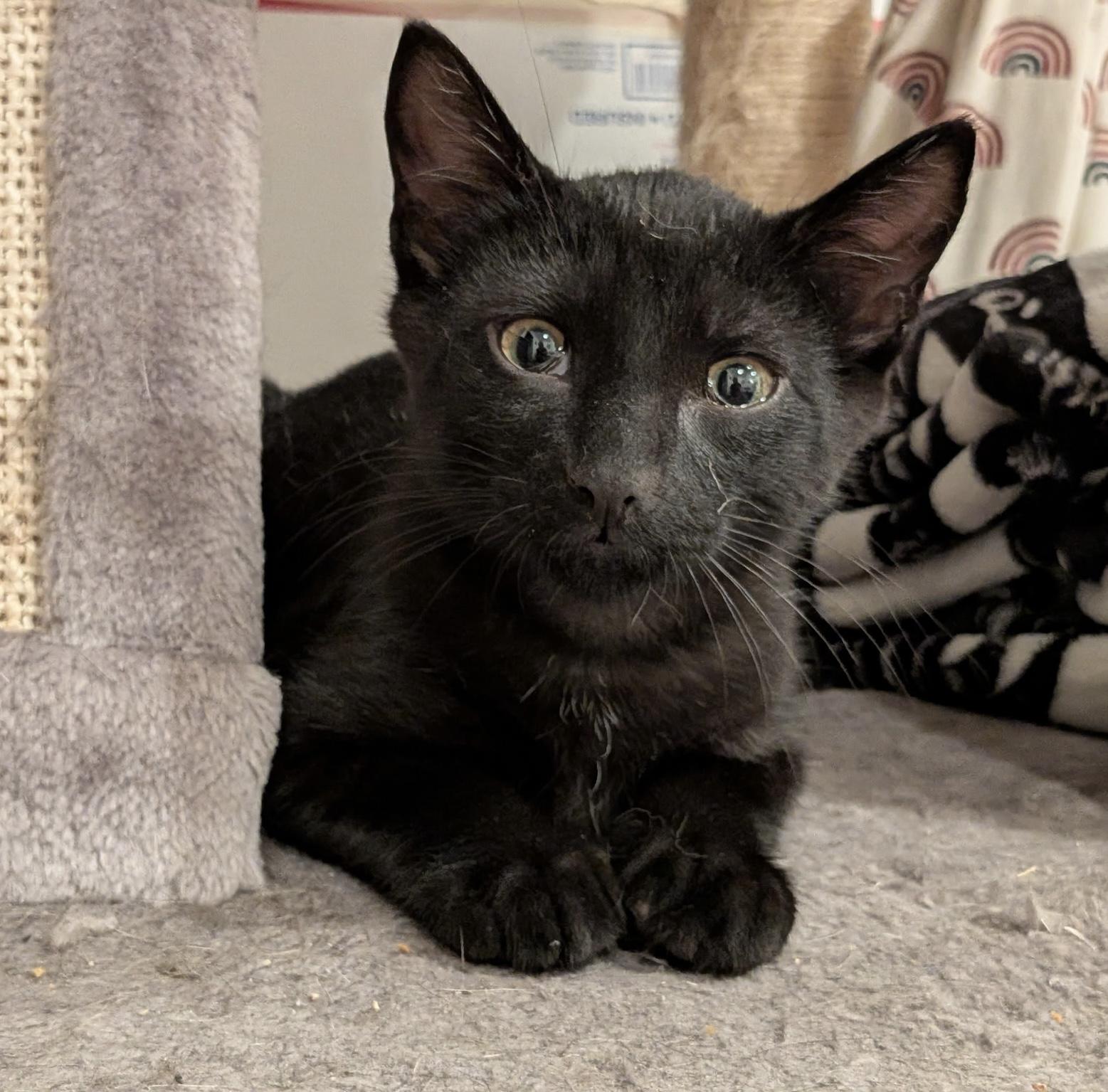 Enlarge Myki Meeks, a Adoptable Domestic Short Hair in Syracuse, NY image 5/5