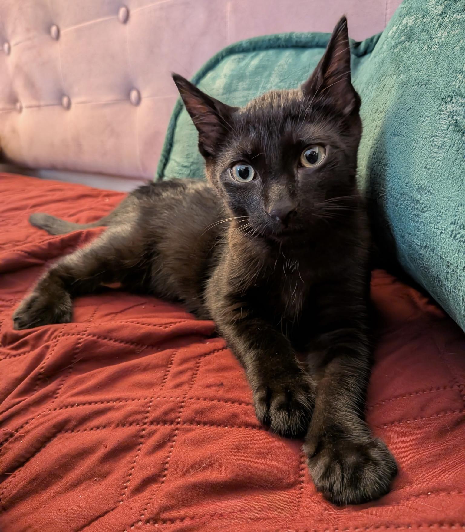 Enlarge Myki Meeks, a Adoptable Domestic Short Hair in Syracuse, NY image 4/5