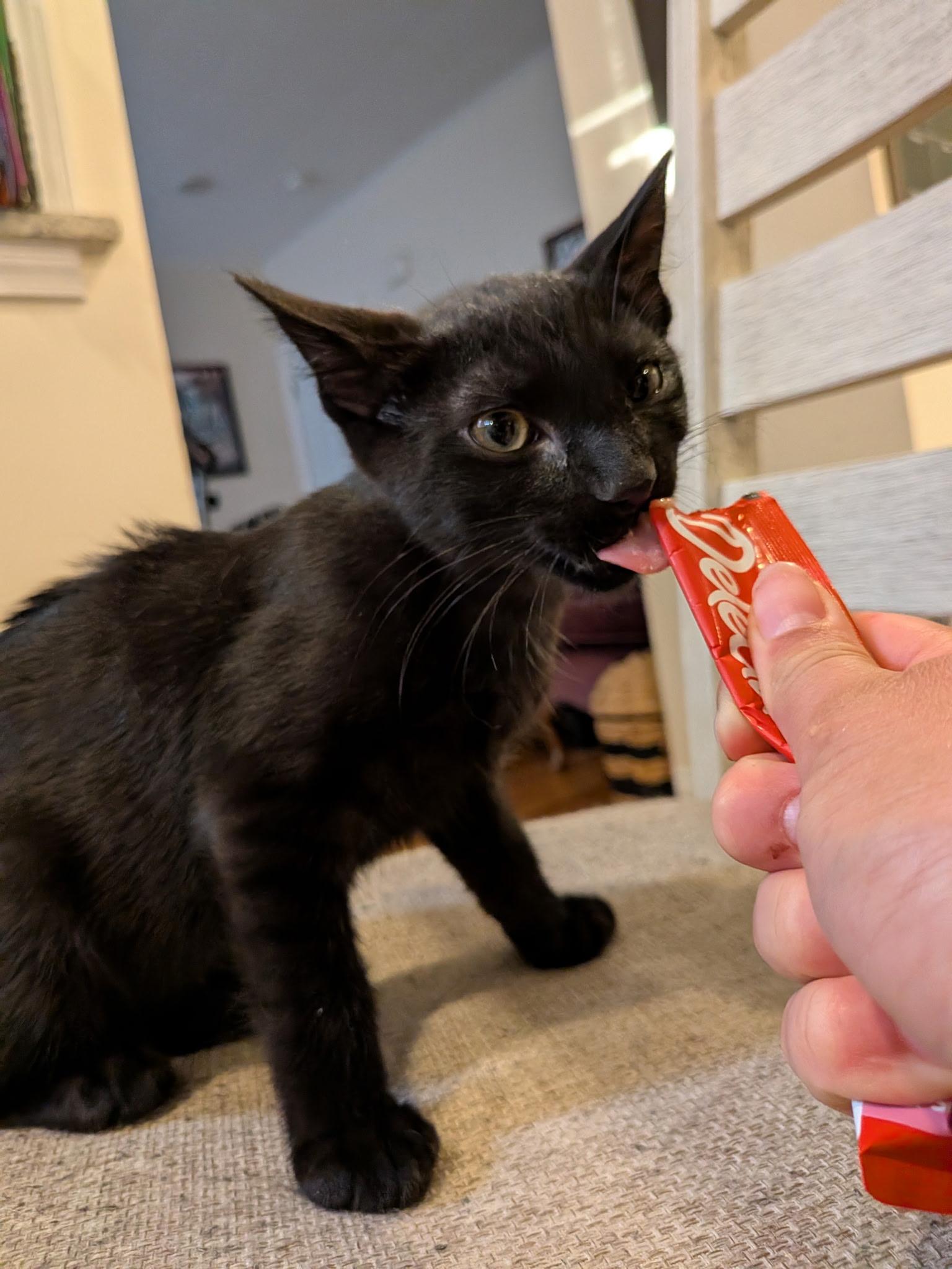 Enlarge Myki Meeks, a Adoptable Domestic Short Hair in Syracuse, NY image 3/5