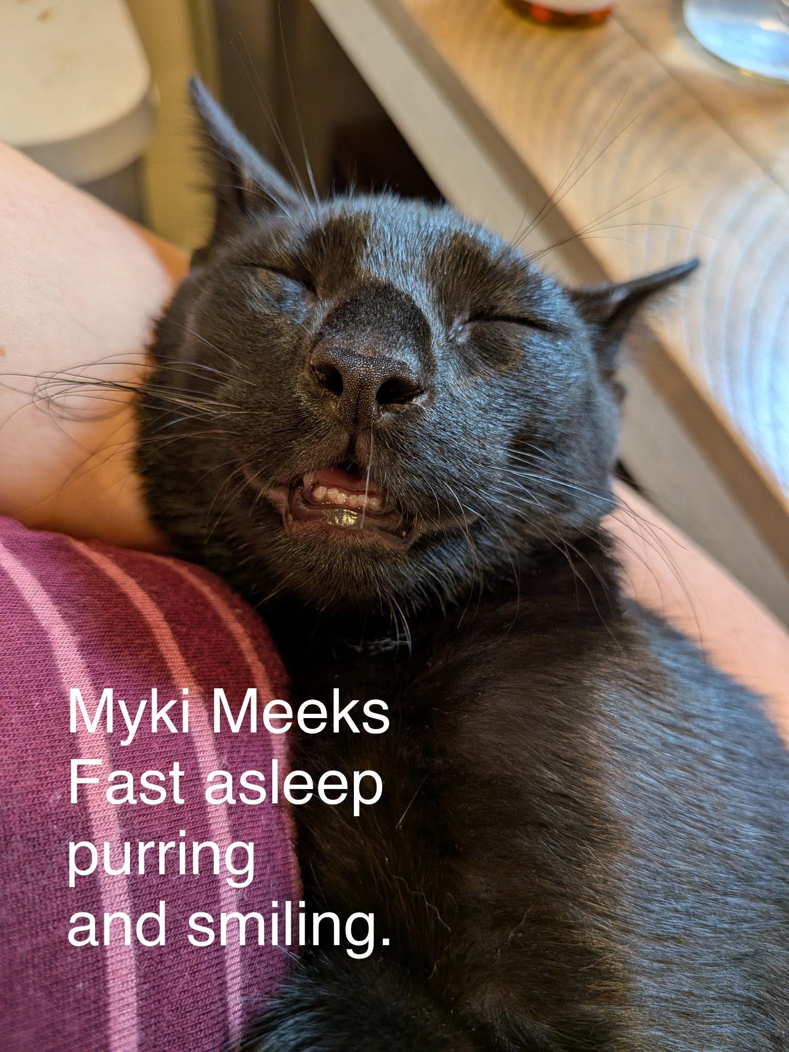 Myki Meeks, Adoptable, Kitten Male Domestic Short Hair.