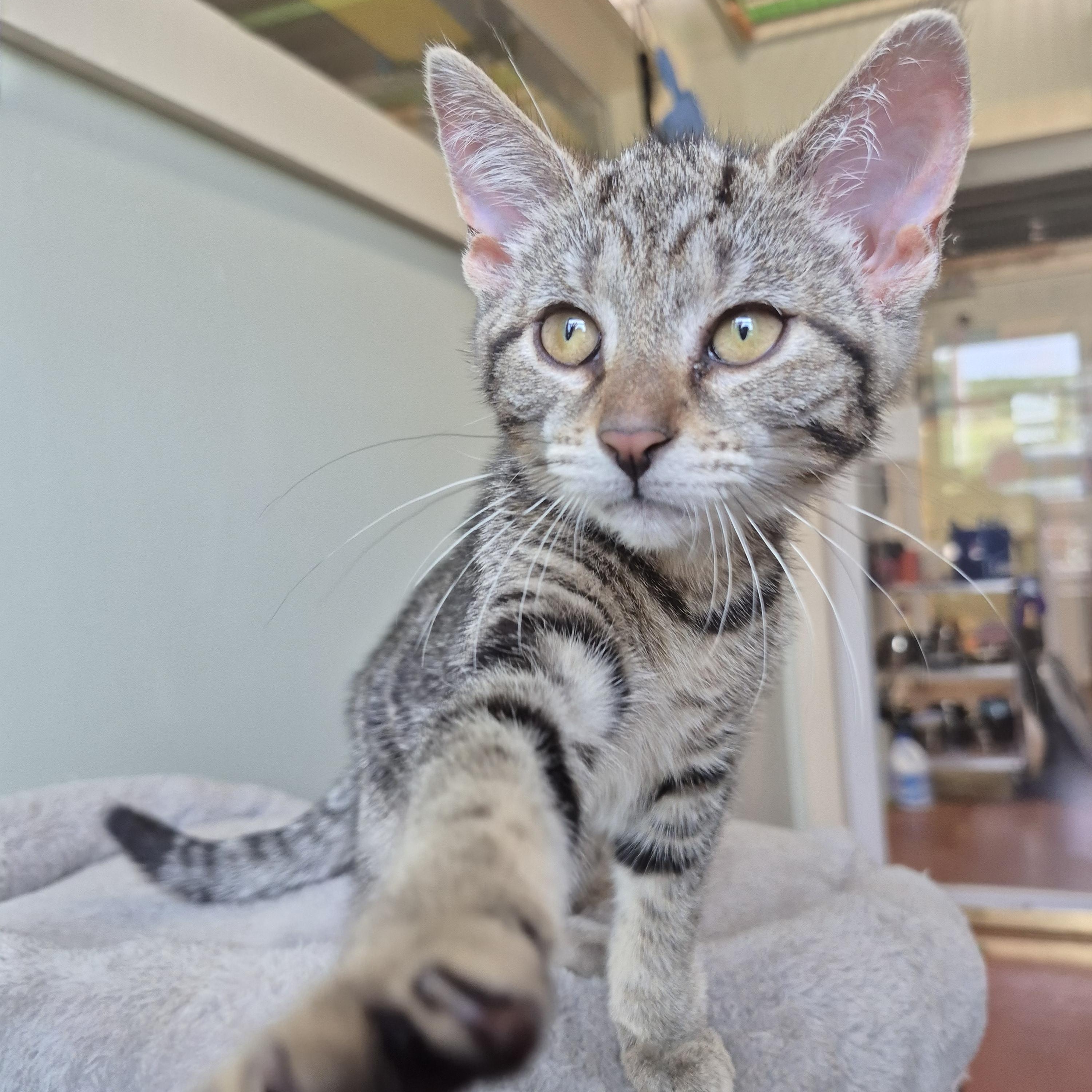 Wren, a ADOPTABLE Domestic Short Hair in Tioga, PA image 2/6