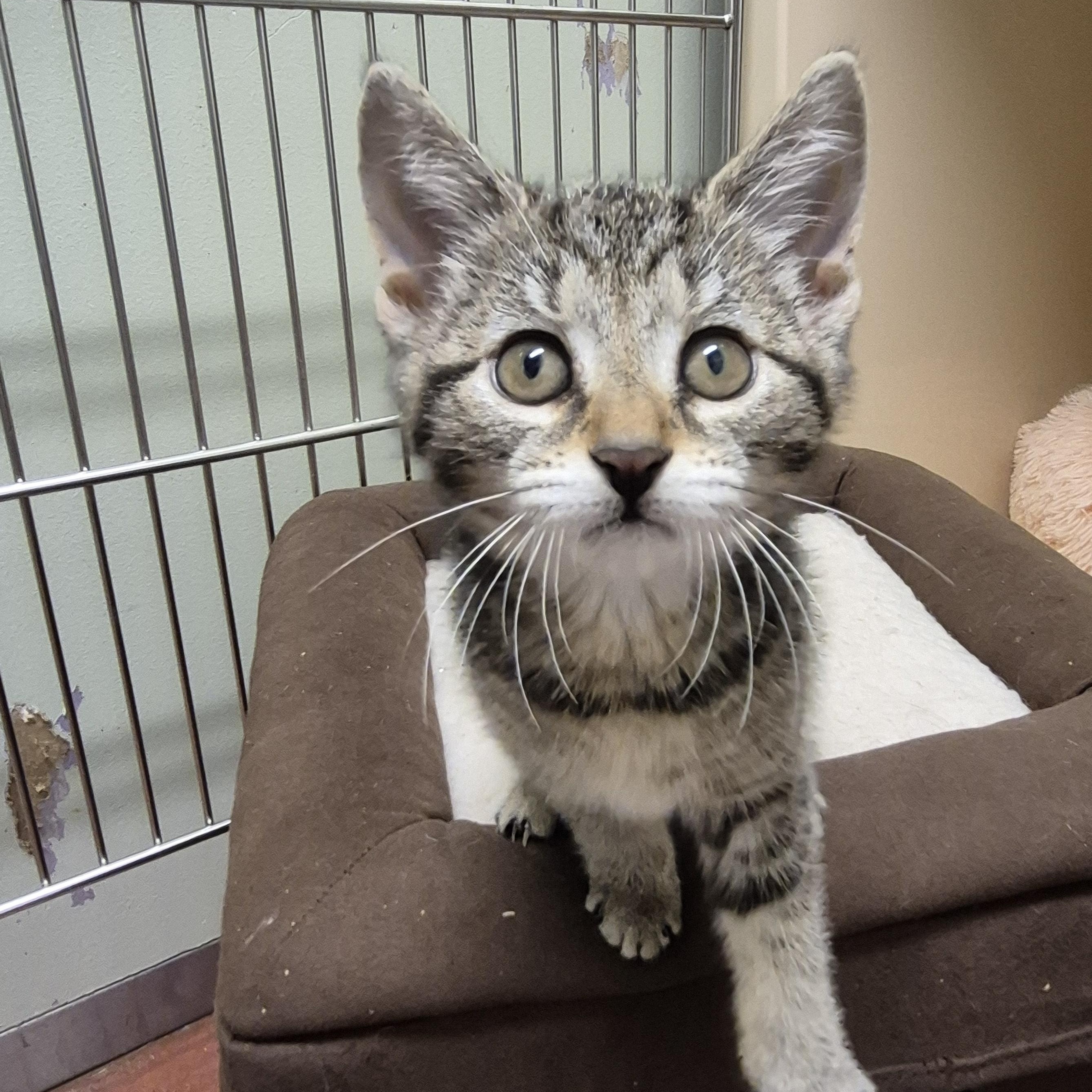 Wren, a ADOPTABLE Domestic Short Hair in Tioga, PA image 6/6