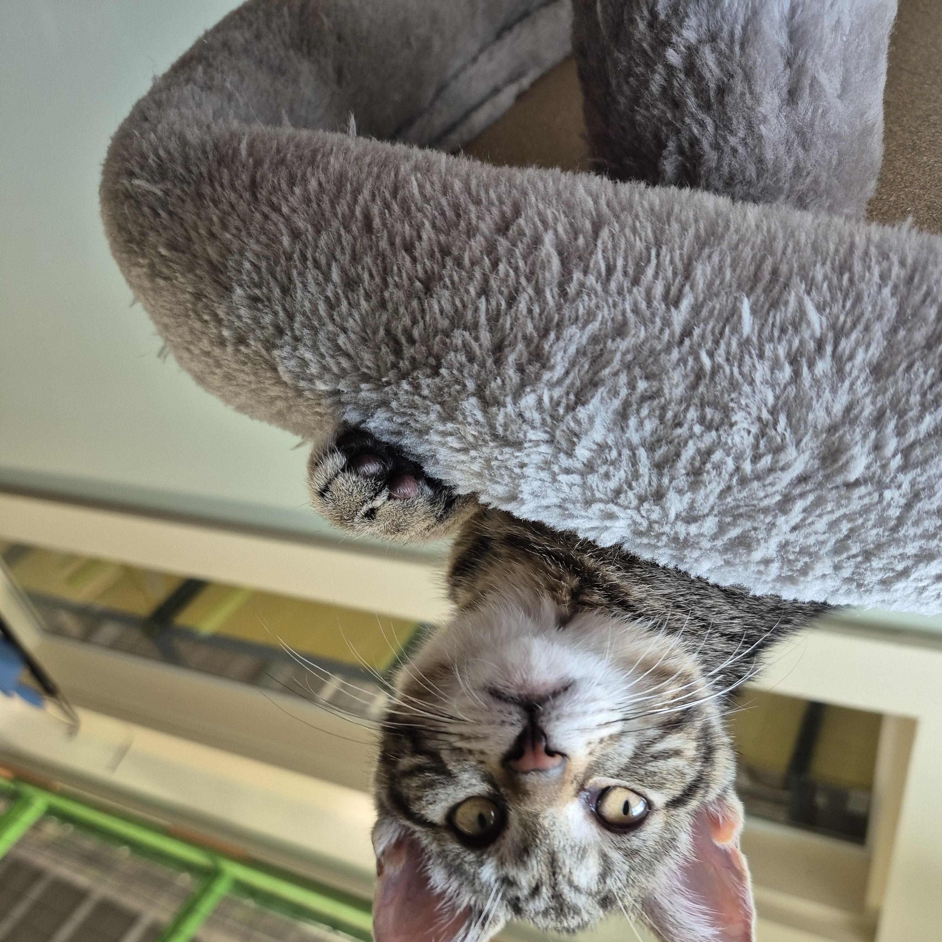 Wren, a ADOPTABLE Domestic Short Hair in Tioga, PA image 3/6