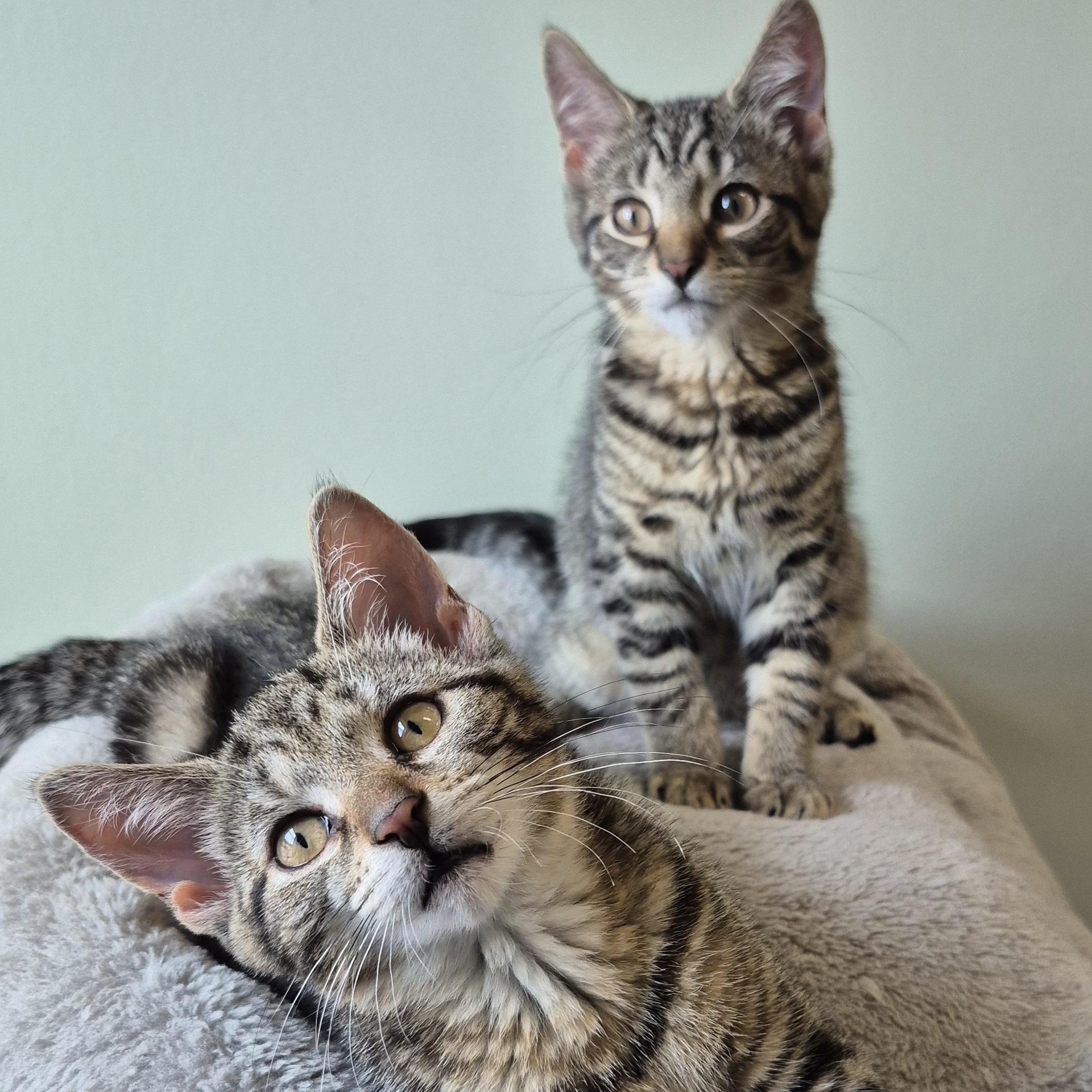 Wren, a ADOPTABLE Domestic Short Hair in Tioga, PA image 5/6
