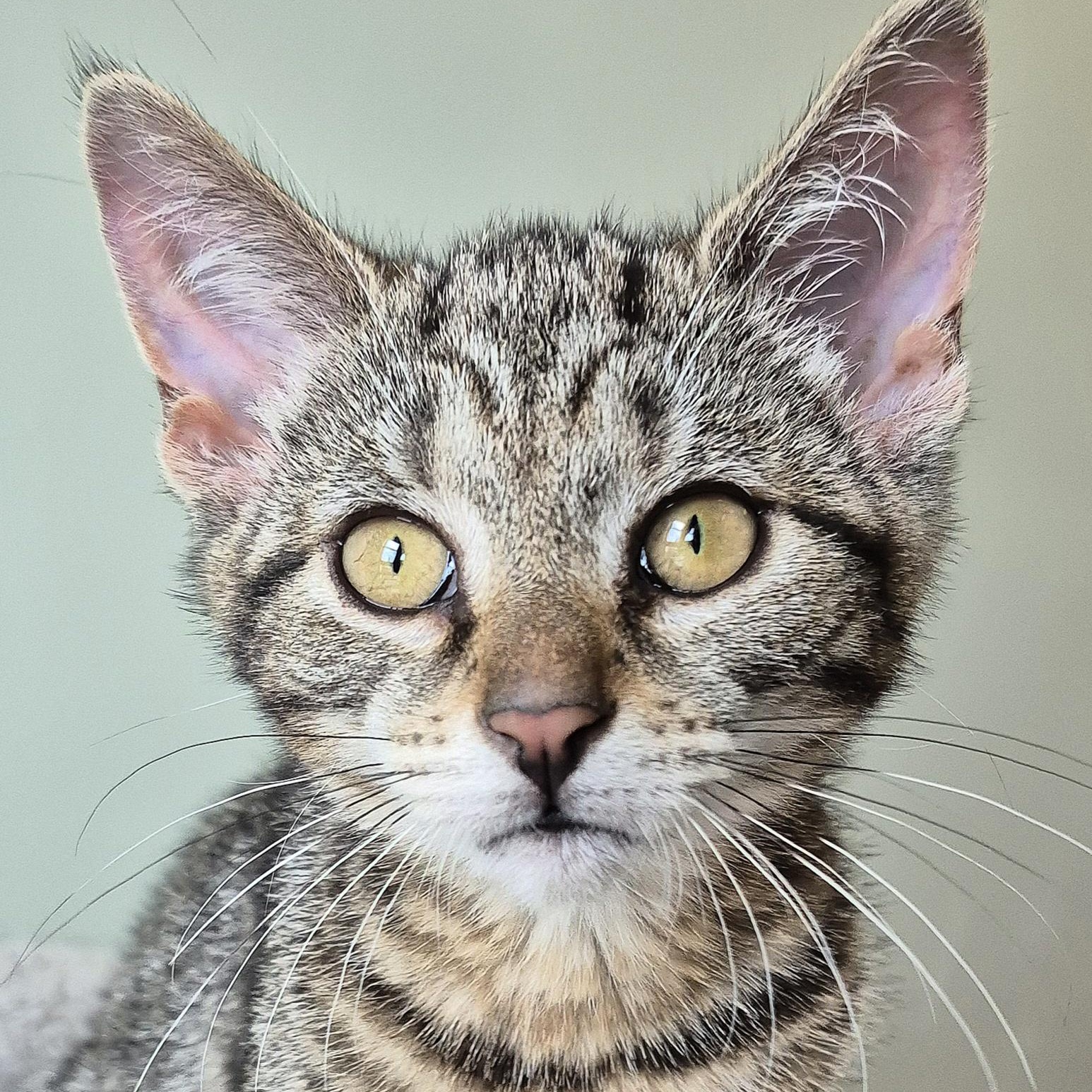 Wren, a ADOPTABLE Domestic Short Hair in Tioga, PA image 1/6