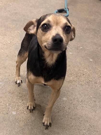 Enlarge Gordon, a Adoptable mixed breed in Cleveland, OH image 2/2