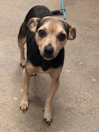 Gordon, Adoptable, Young Male Chihuahua.