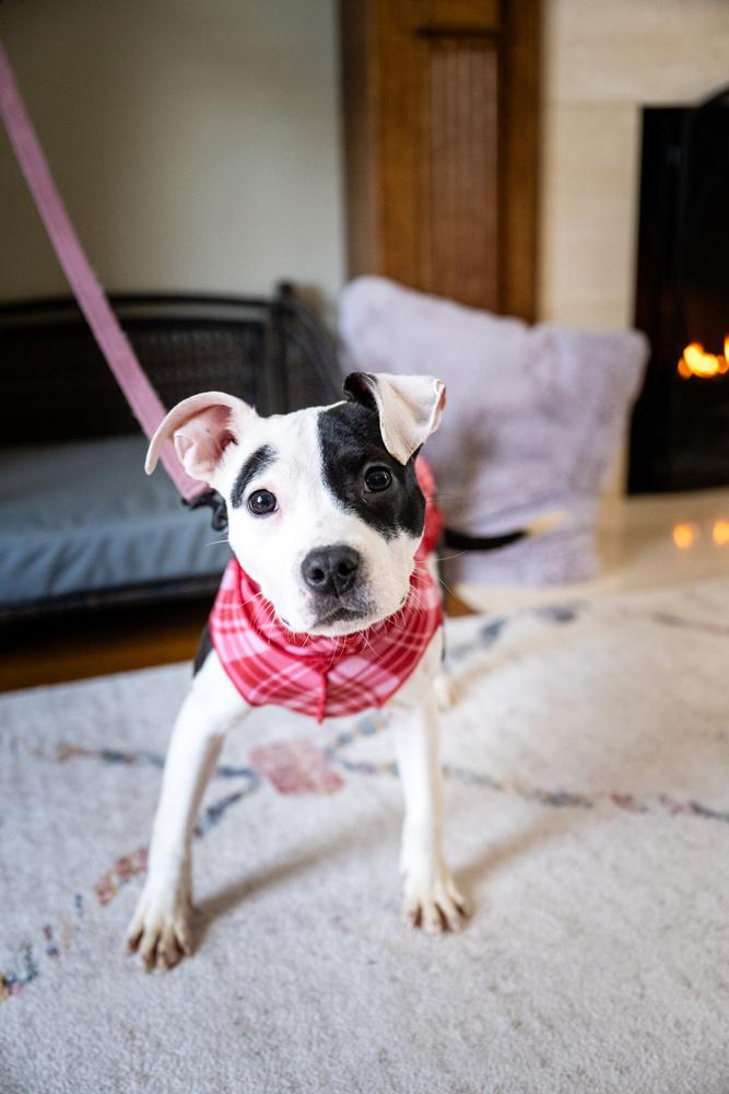 Frida, a Adoptable mixed breed in Plymouth, MN image 2/2