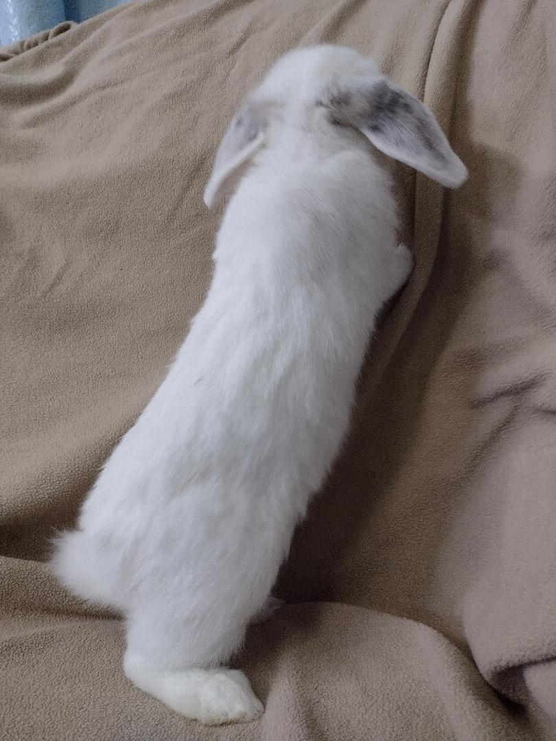 Enlarge Byron, a Adopted Mini Lop in Plymouth, MI image 2/4