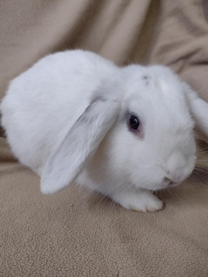 Enlarge Byron, a Adopted Mini Lop in Plymouth, MI image 4/4