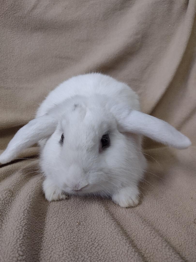 Enlarge Byron, a Adopted Mini Lop in Plymouth, MI image 3/4