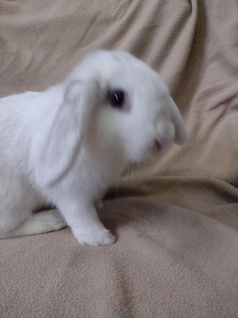 Enlarge Byron, a Adopted Mini Lop in Plymouth, MI image 1/4