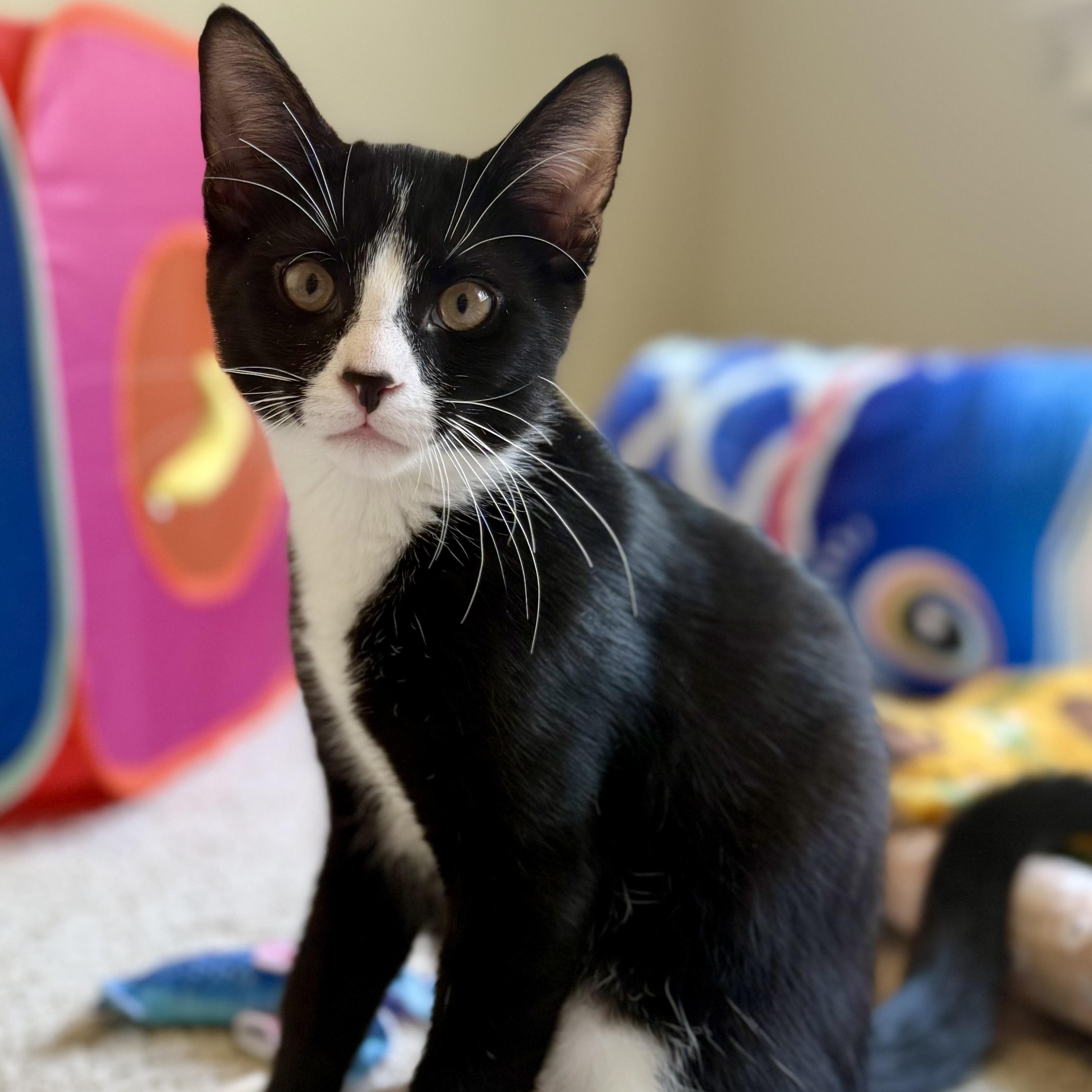 Mickey, ADOPTABLE, Kitten Male Domestic Short Hair.