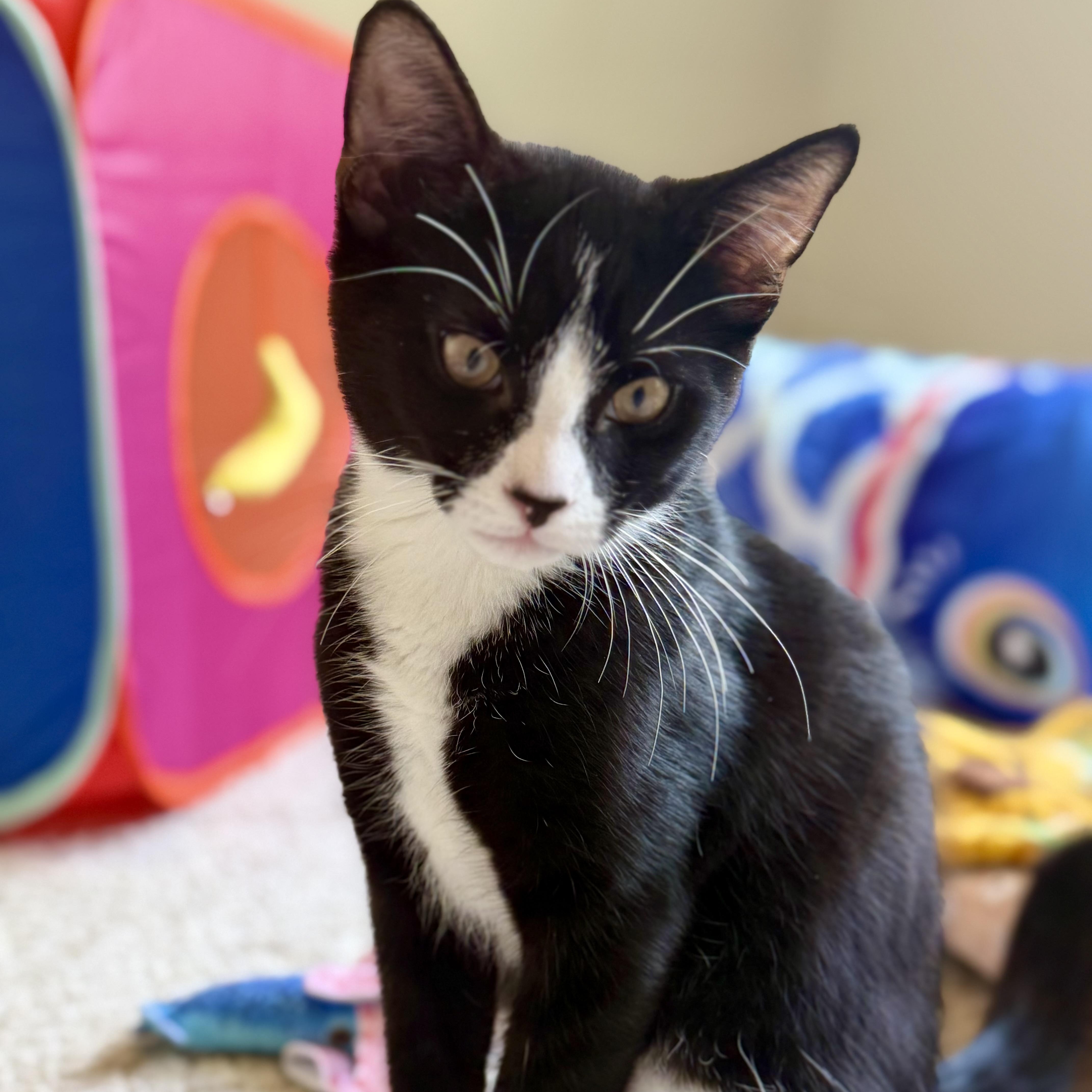Mickey, a ADOPTABLE Domestic Short Hair in Sewell, NJ image 3/3
