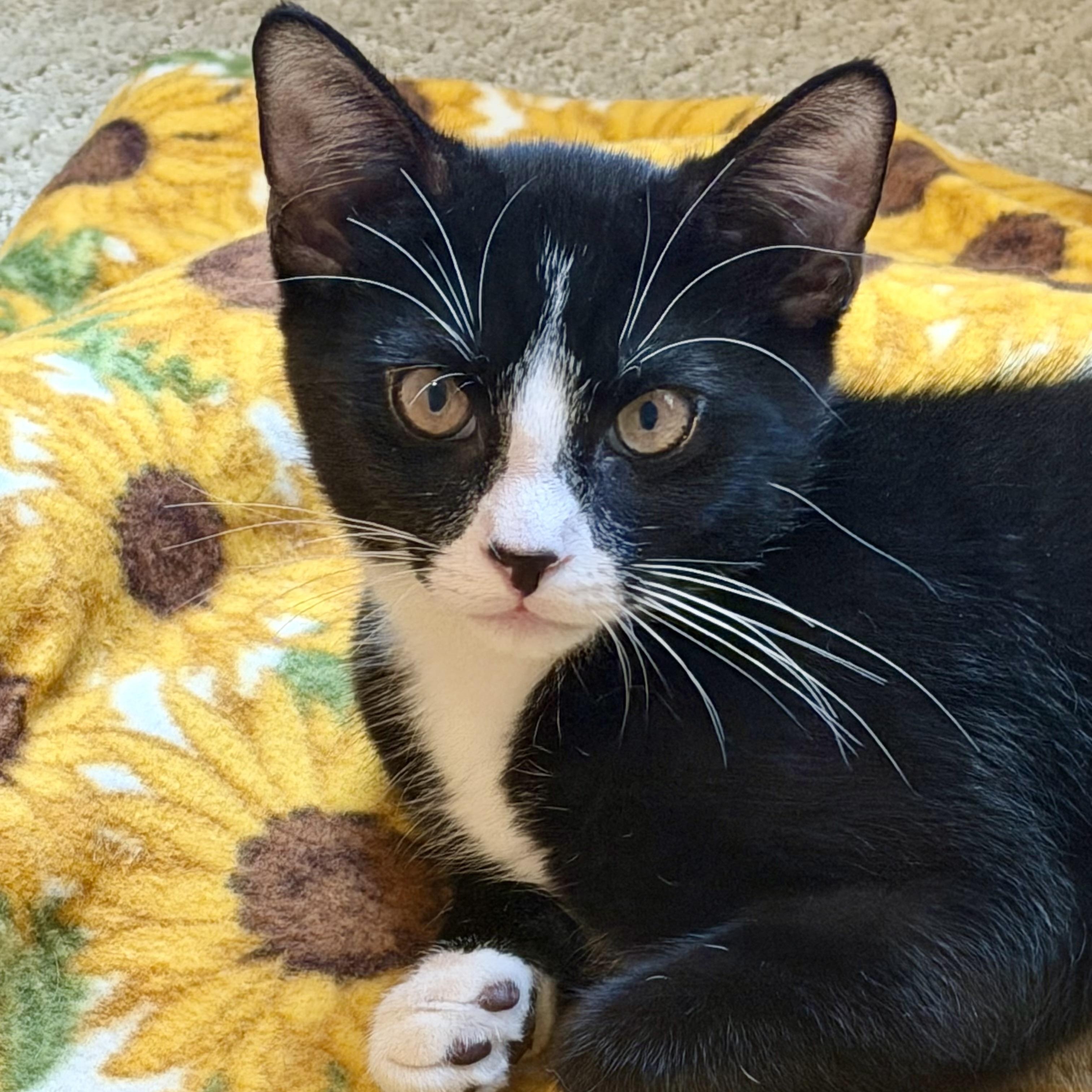 Mickey, a ADOPTABLE Domestic Short Hair in Sewell, NJ image 2/3