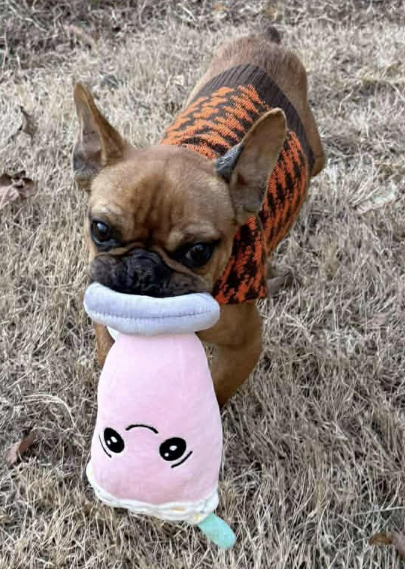 Enlarge Mr.Snuggles , a ADOPTABLE mixed breed in Fredericksburg, VA image 3/4