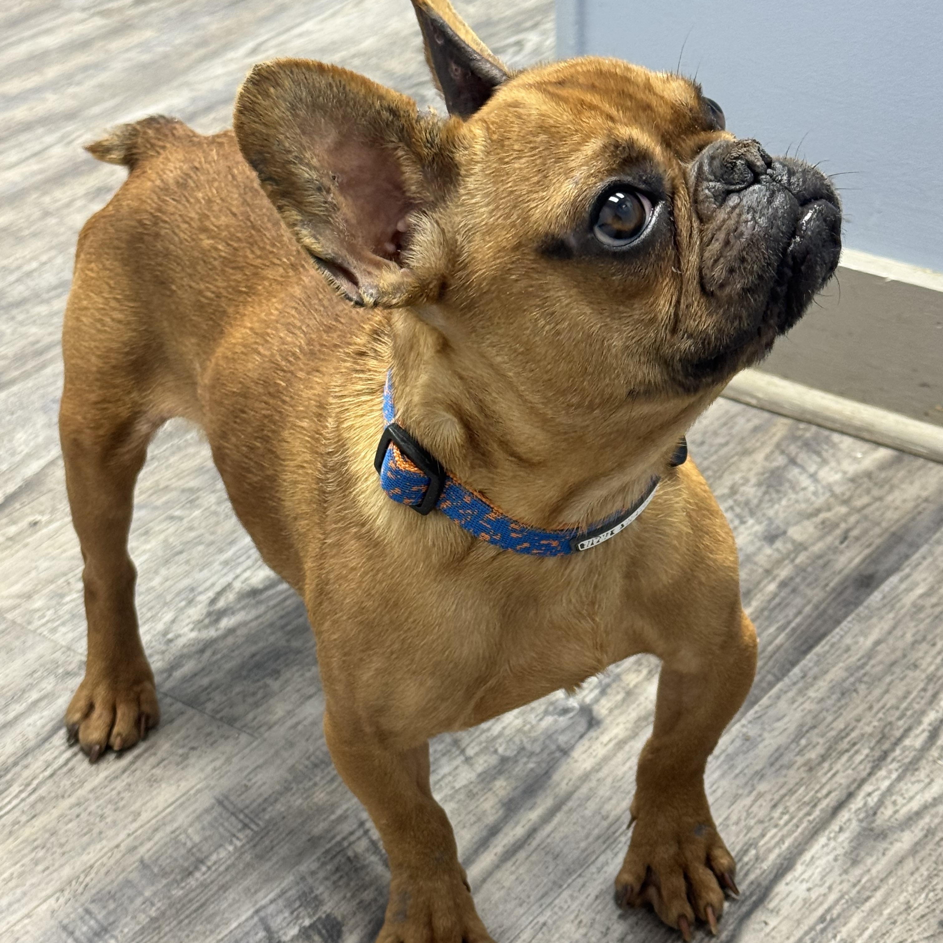 Enlarge Mr.Snuggles , a ADOPTABLE mixed breed in Fredericksburg, VA image 2/4