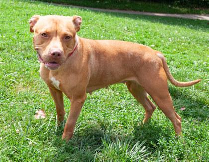 Honey — thumbnail 3