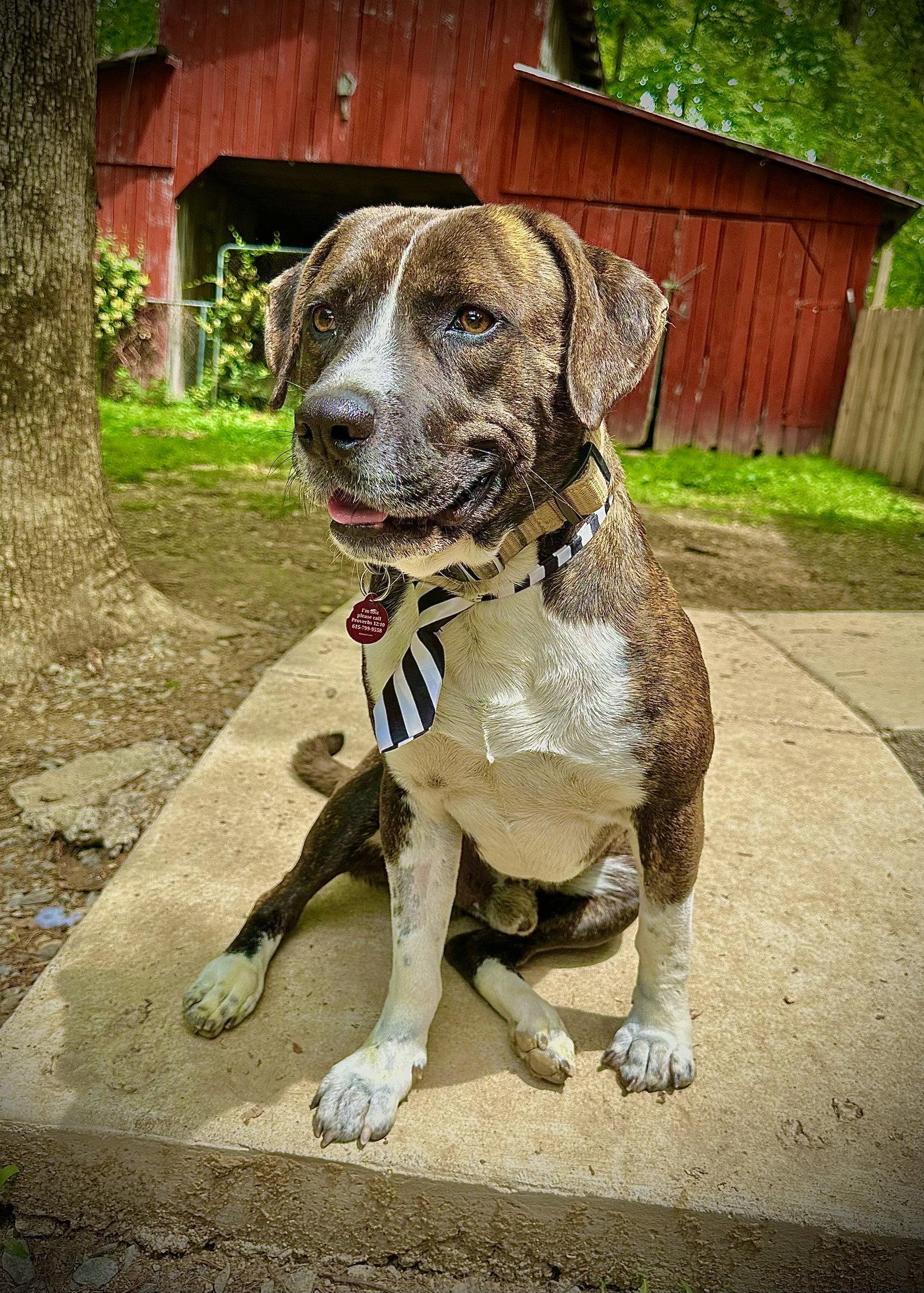 Bosco, Adoptable, Adult Male Pit Bull Terrier.