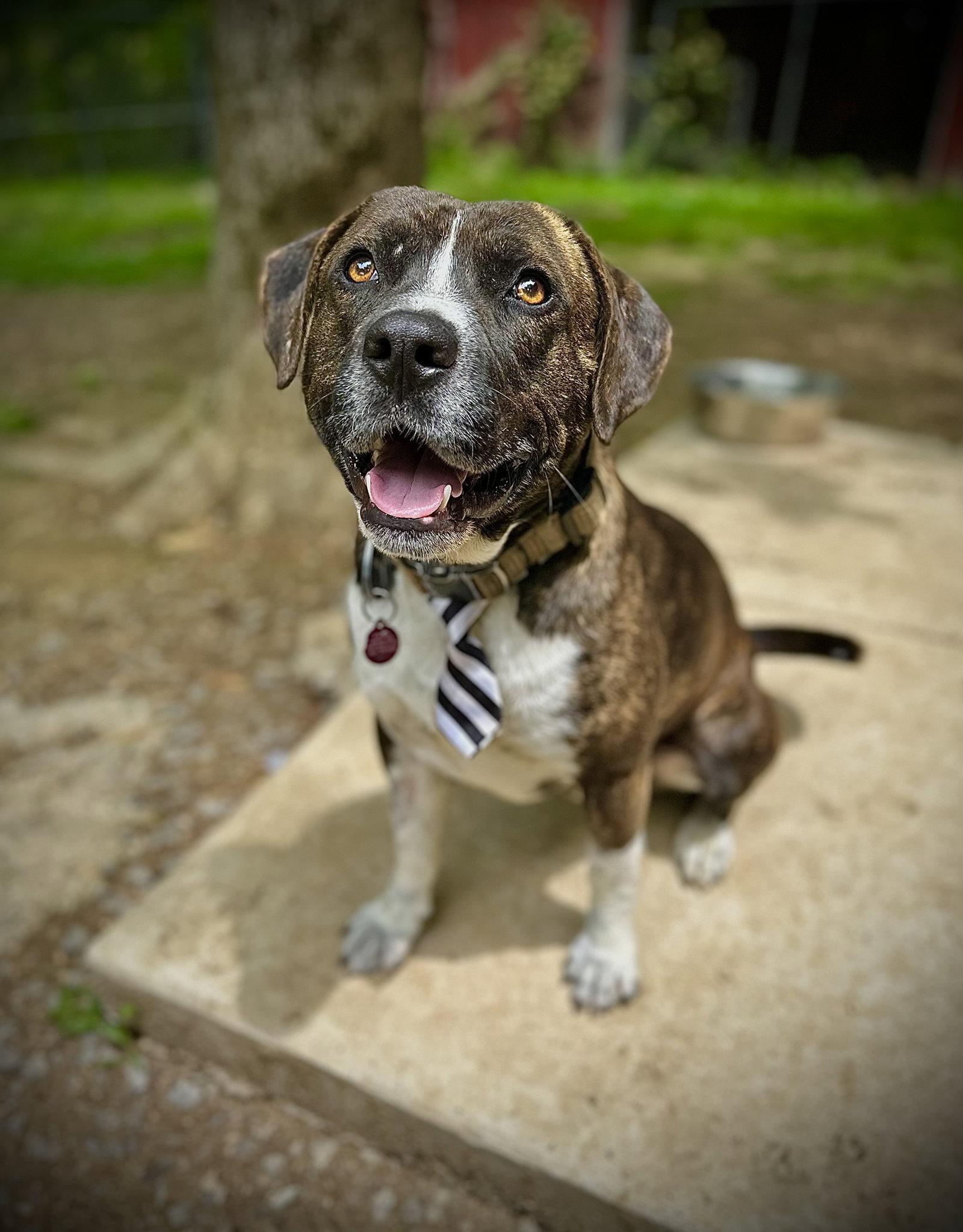 Bosco, a Adoptable Pit Bull Terrier in Nashville, TN image 2/3
