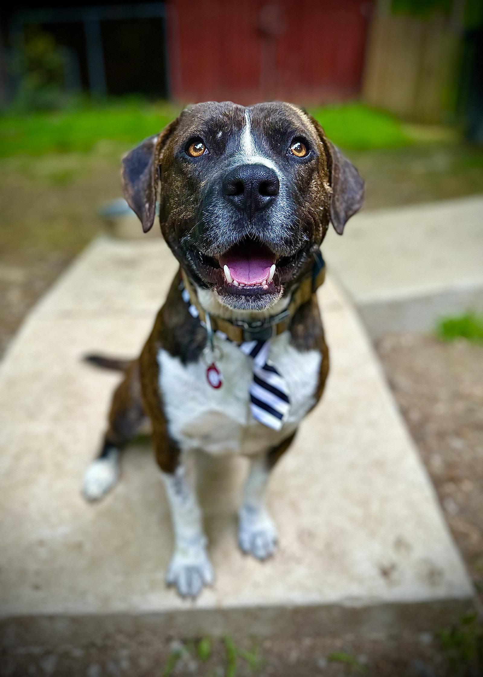 Bosco, a Adoptable Pit Bull Terrier in Nashville, TN image 3/3