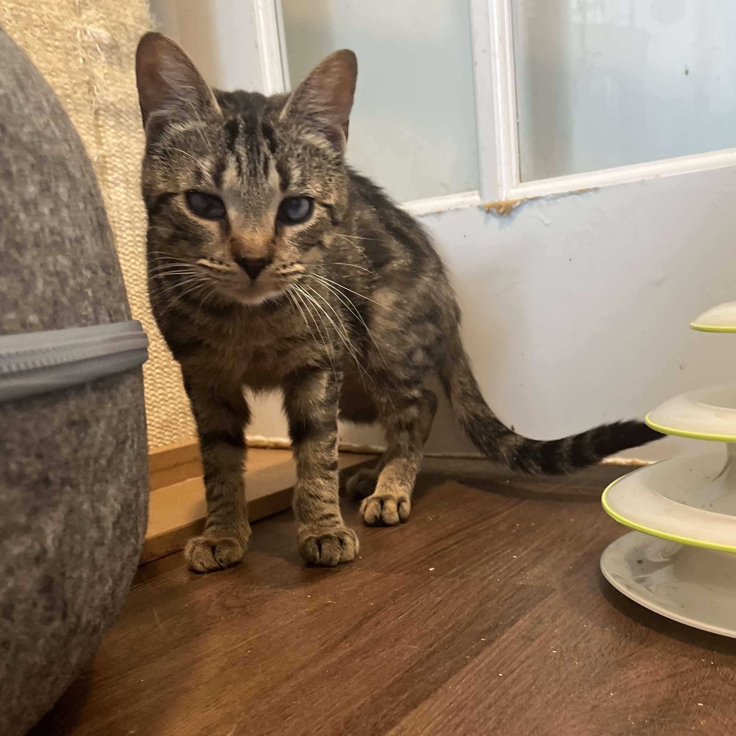 Colette (mostly blind), Baby Female Tabby