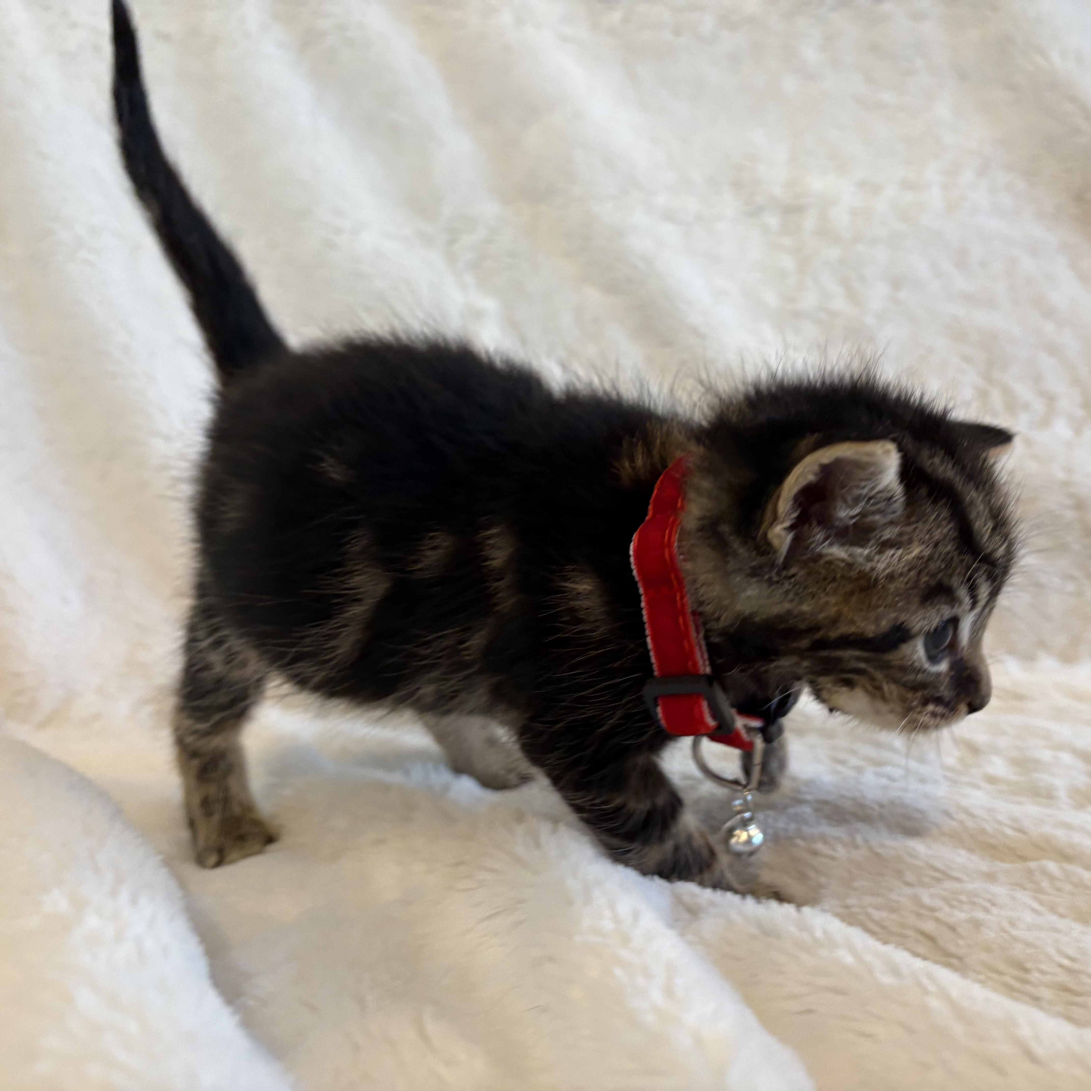 Alfie photo 3