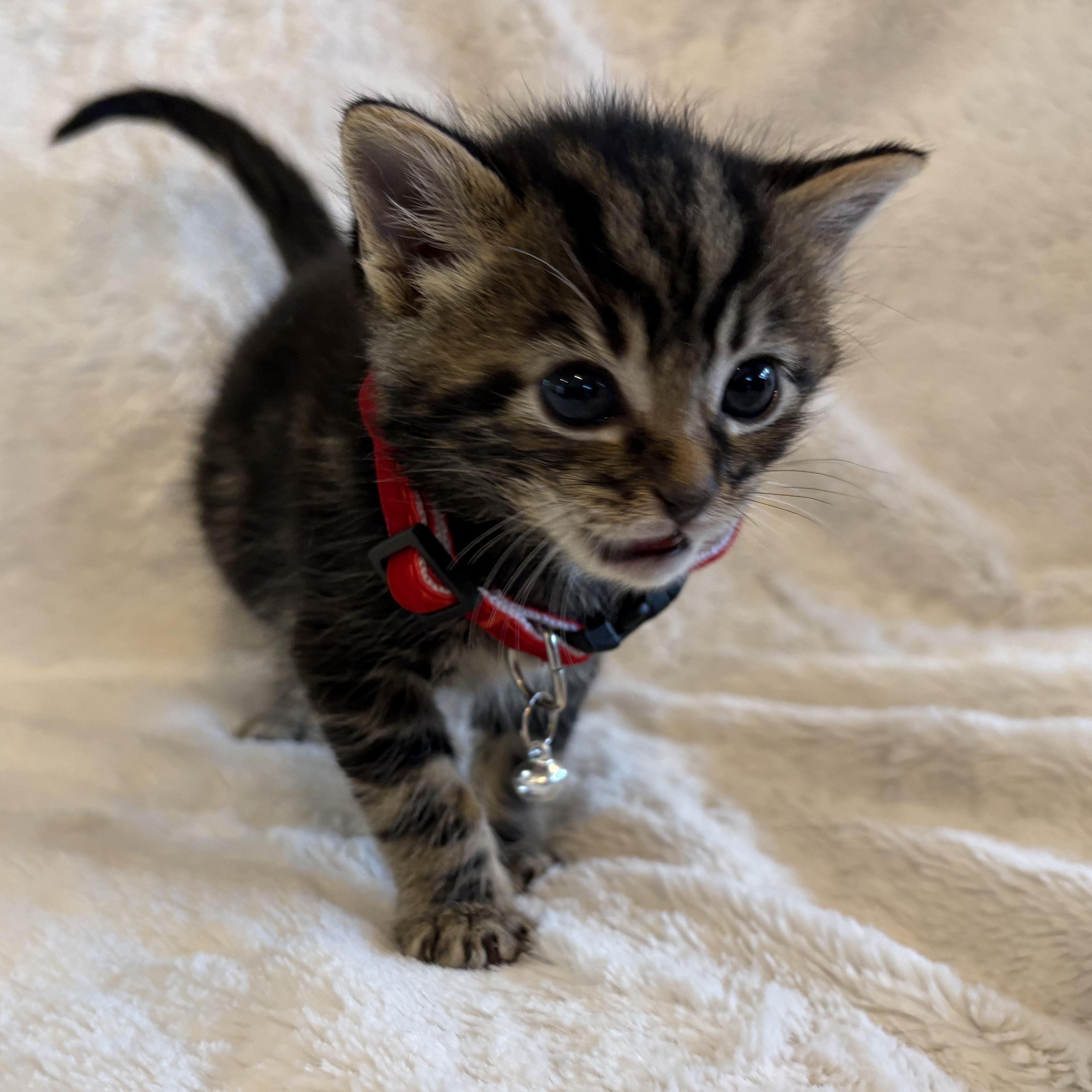 Alfie, Baby Male Domestic Short Hair