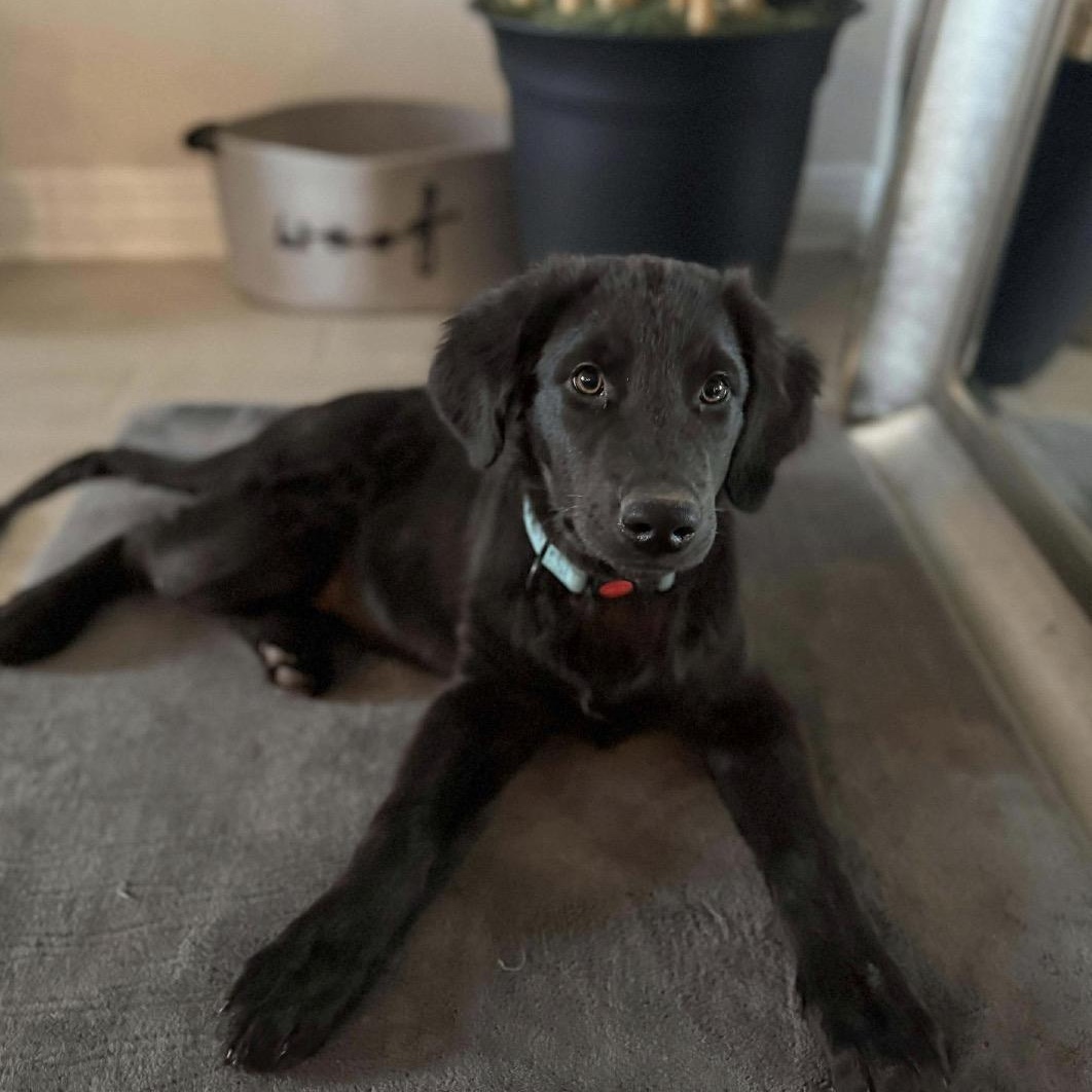 Enlarge Beau, an adopted mixed breed in Austin, TX image 3/5