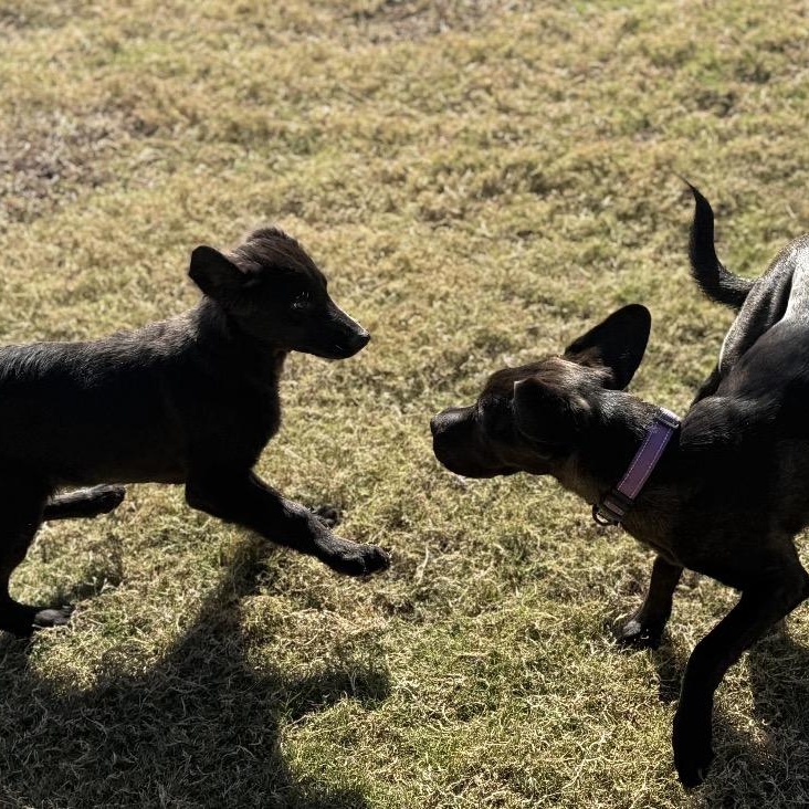 Enlarge Beau, an adopted mixed breed in Austin, TX image 5/5