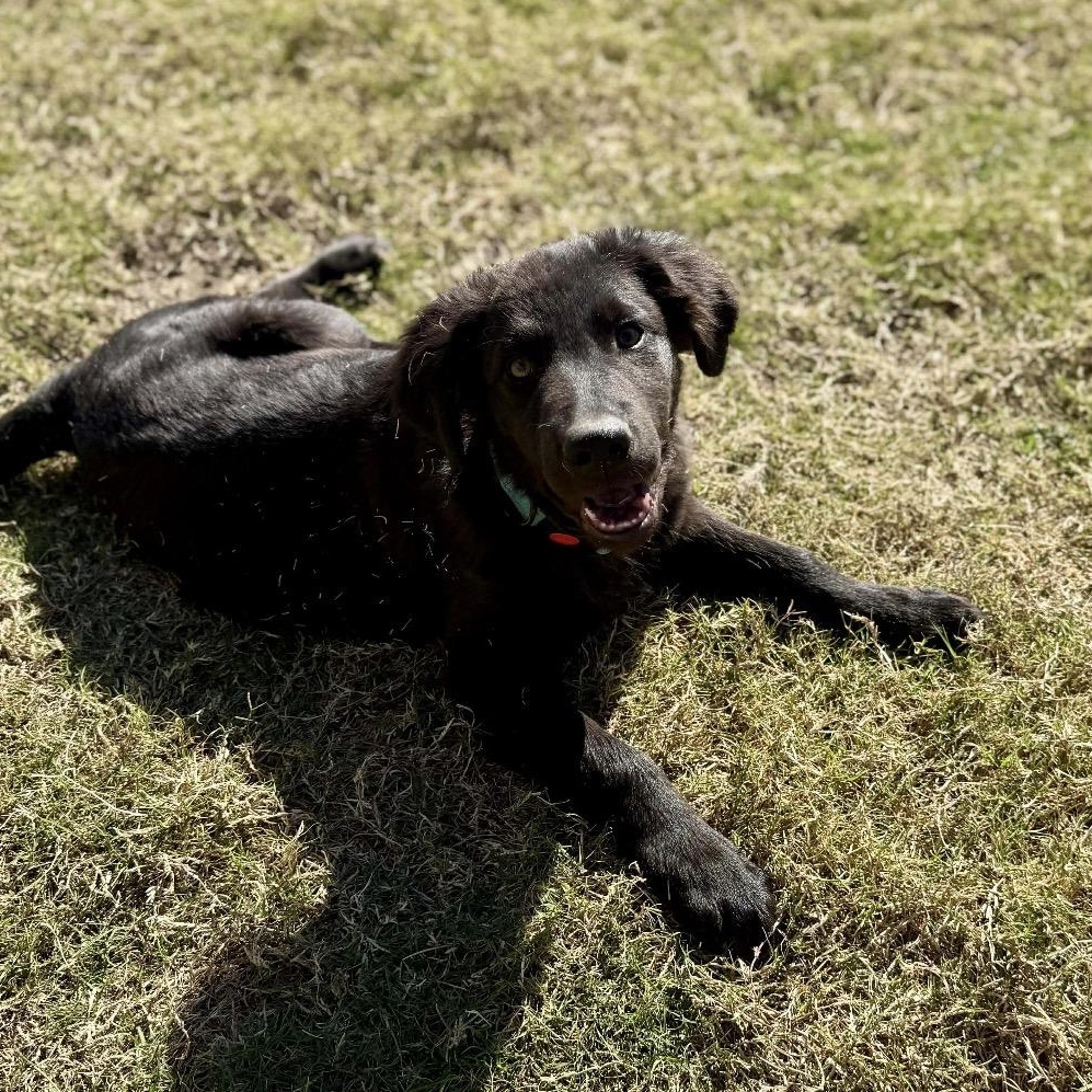 Enlarge Beau, an adopted mixed breed in Austin, TX image 2/5