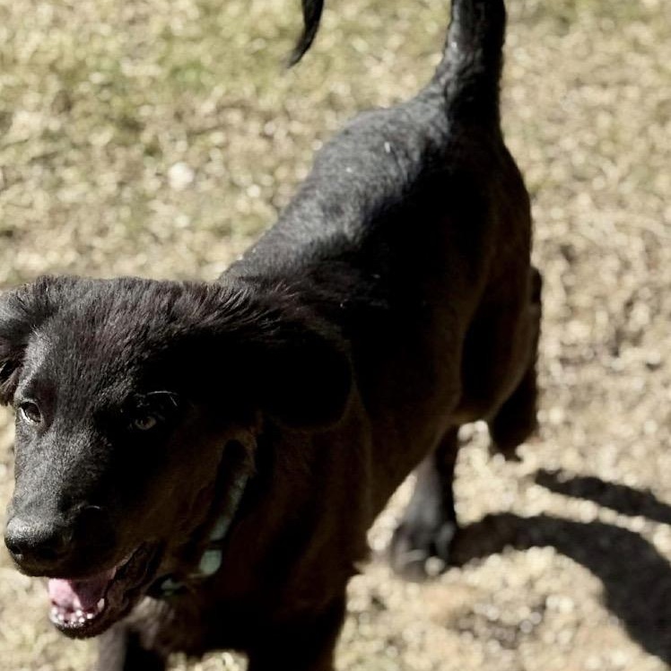Enlarge Beau, an adopted mixed breed in Austin, TX image 4/5