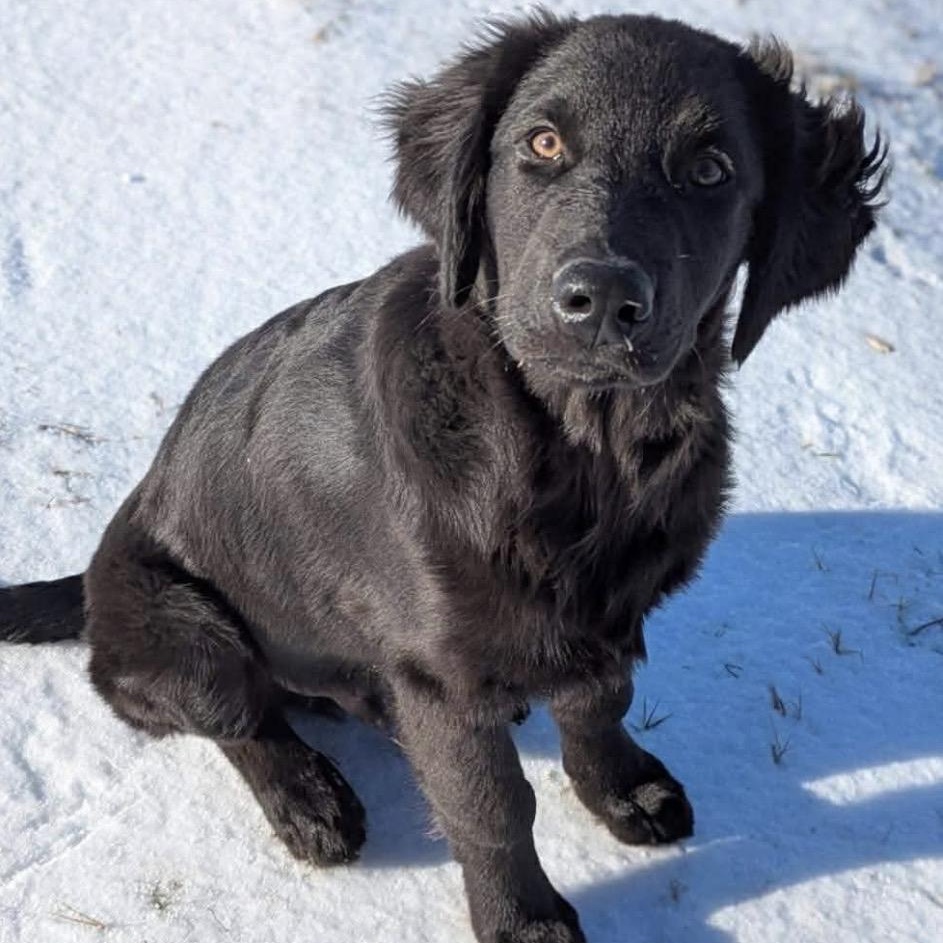Enlarge Beau, an adopted mixed breed in Austin, TX image 1/5