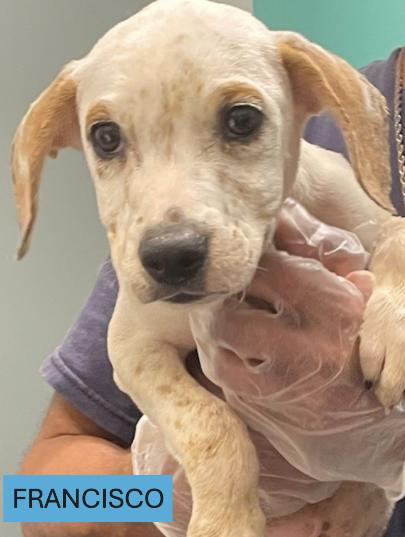 Meet Francisco a 9 week old 9 pound as of 0721 adorable BoxerPointer mix He is great with ot