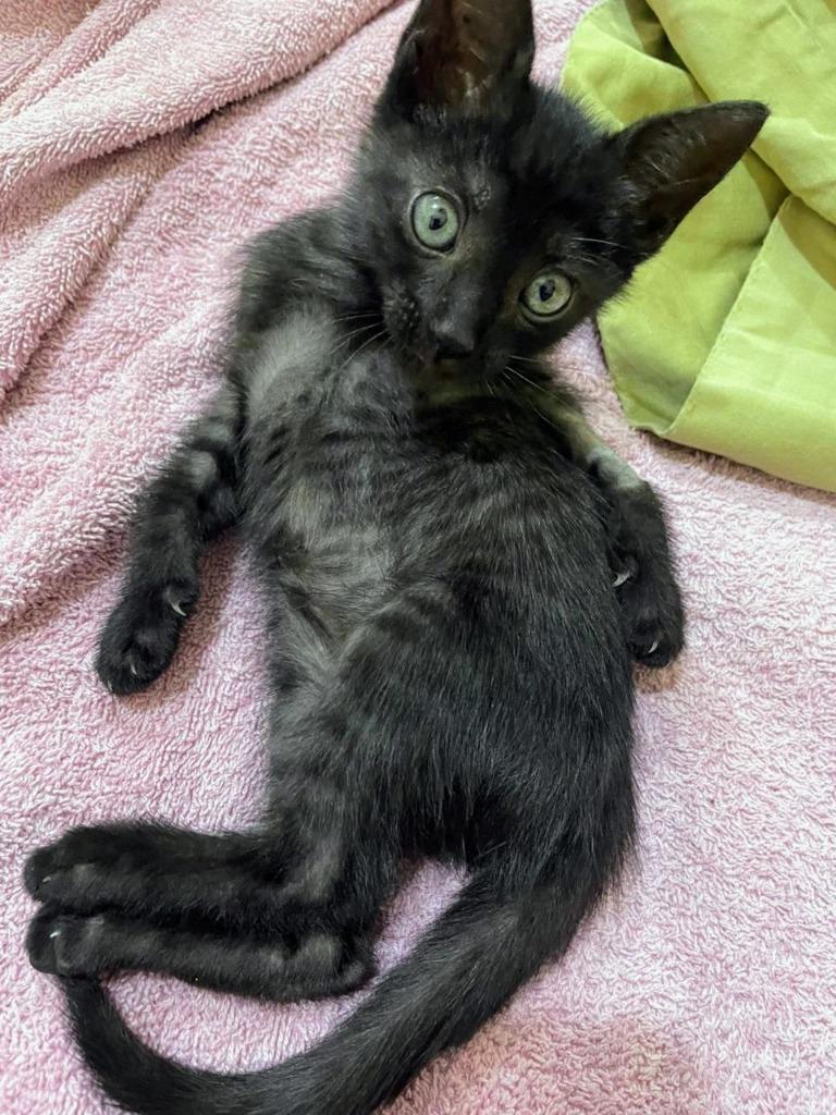Enlarge Vexxie, an adopted Domestic Short Hair in Corral del Risco, NAY image 2/5