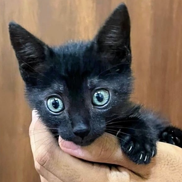 Vexxie, adopted, Kitten Female Domestic Short Hair.