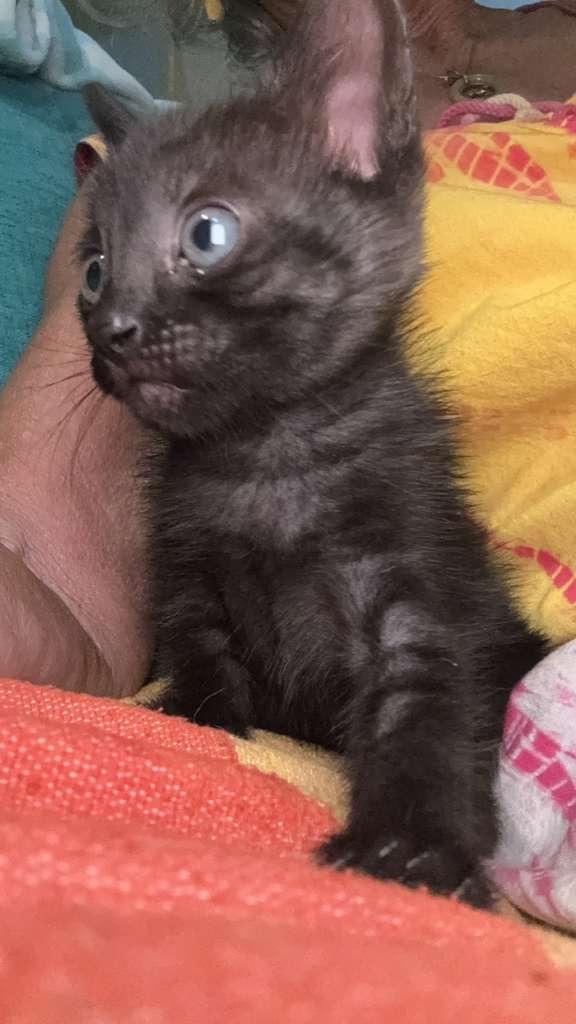 Enlarge Vexxie, an adopted Domestic Short Hair in Corral del Risco, NAY image 5/5