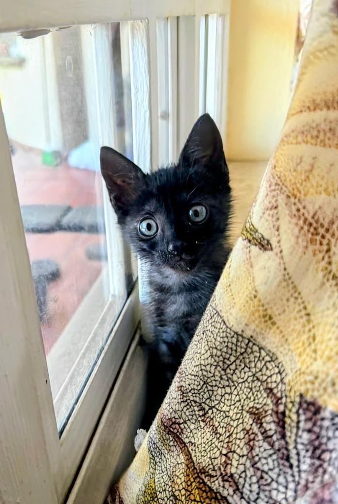 Enlarge Vexxie, an adopted Domestic Short Hair in Corral del Risco, NAY image 4/5