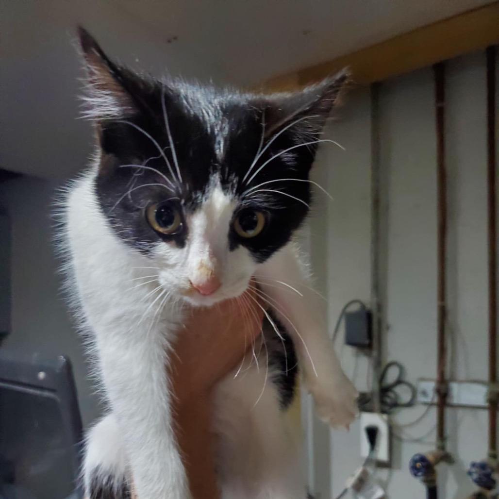 Faith, a Adoptable Domestic Medium Hair in Union, MO image 2/2