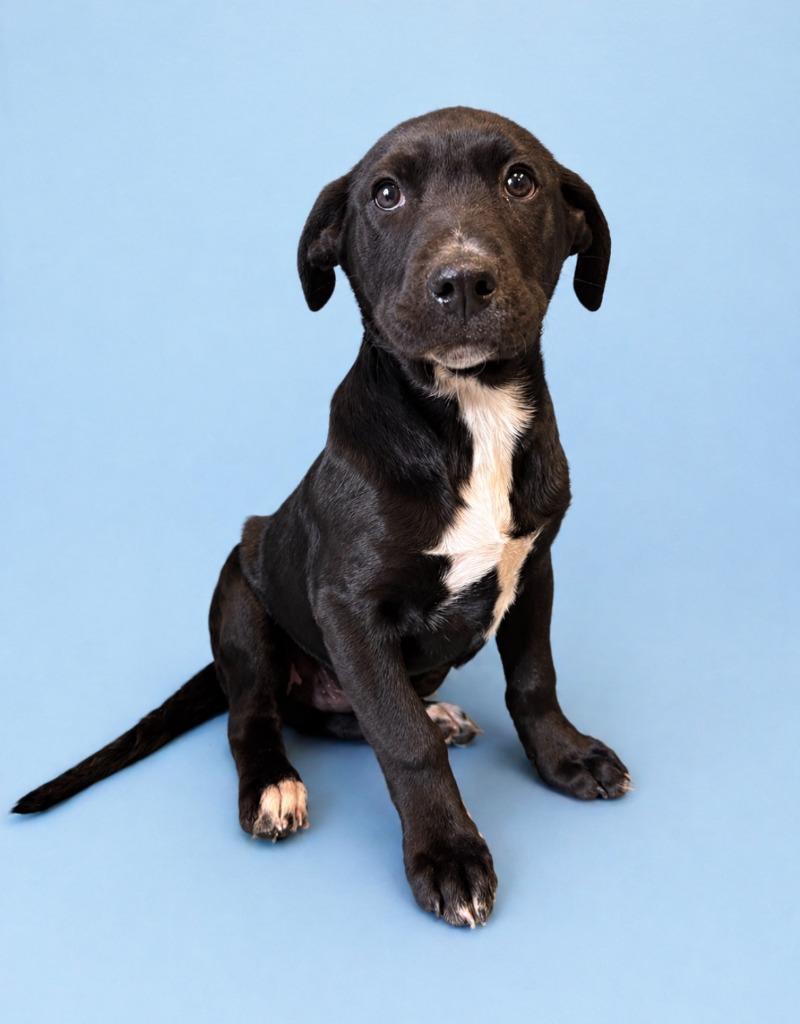 Enlarge Ned Stark, a Adoptable mixed breed in Rock Springs, WY image 1/2