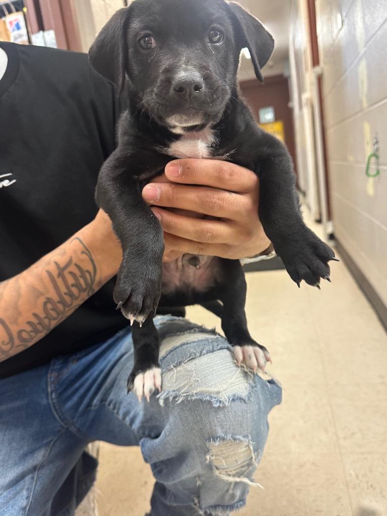 Enlarge Ned Stark, a Adoptable mixed breed in Rock Springs, WY image 2/2