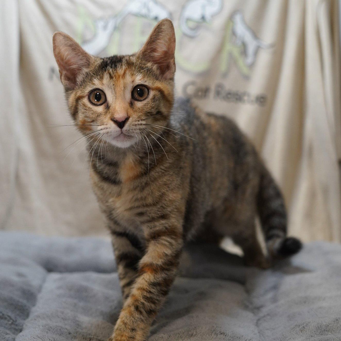 Maya, Adoptable, Kitten Female Calico & Tabby.