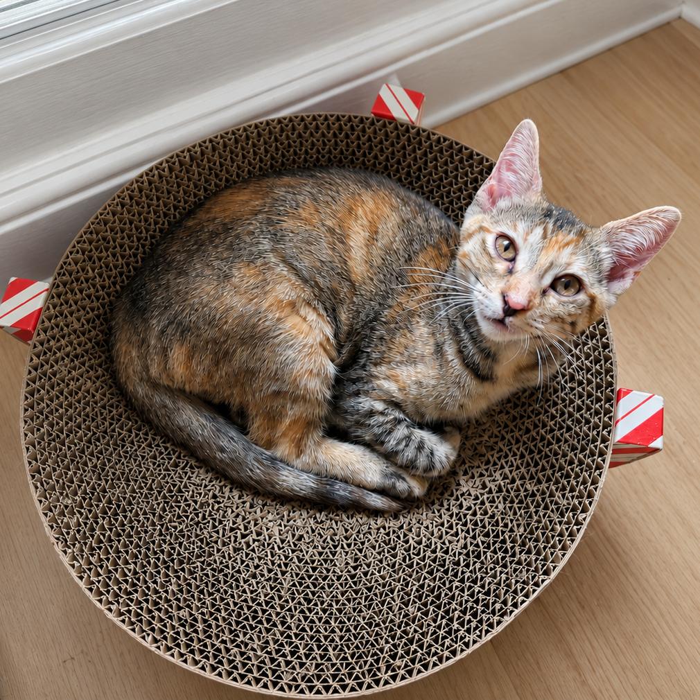 Maya, a Adoptable mixed breed in Garland, TX image 2/3