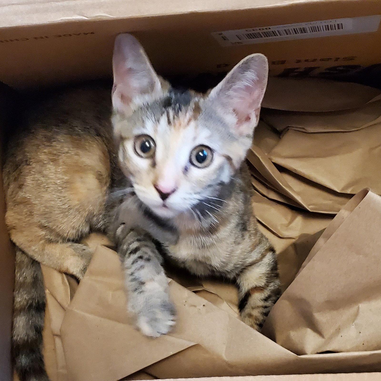 Maya, a Adoptable mixed breed in Garland, TX image 2/3