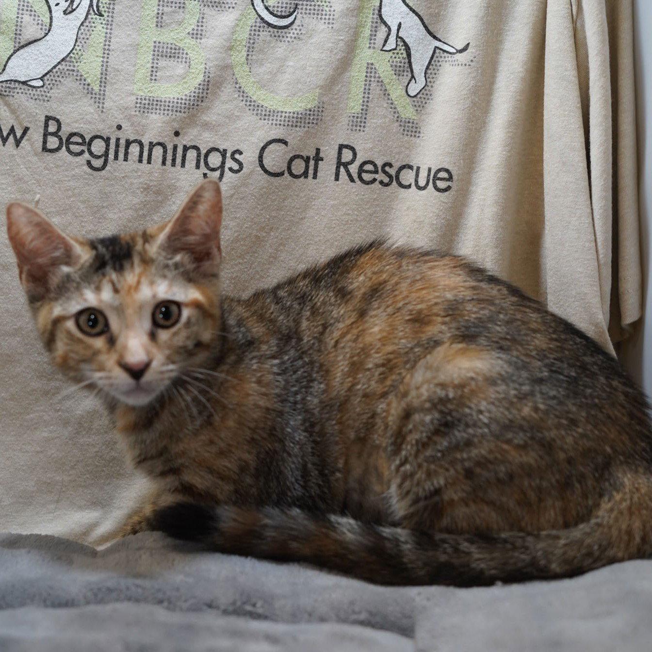 Maya, a Adoptable mixed breed in Garland, TX image 3/3