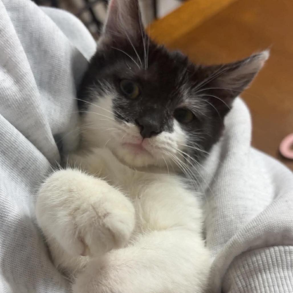 Poppy, Adoptable, Kitten Female Domestic Short Hair.