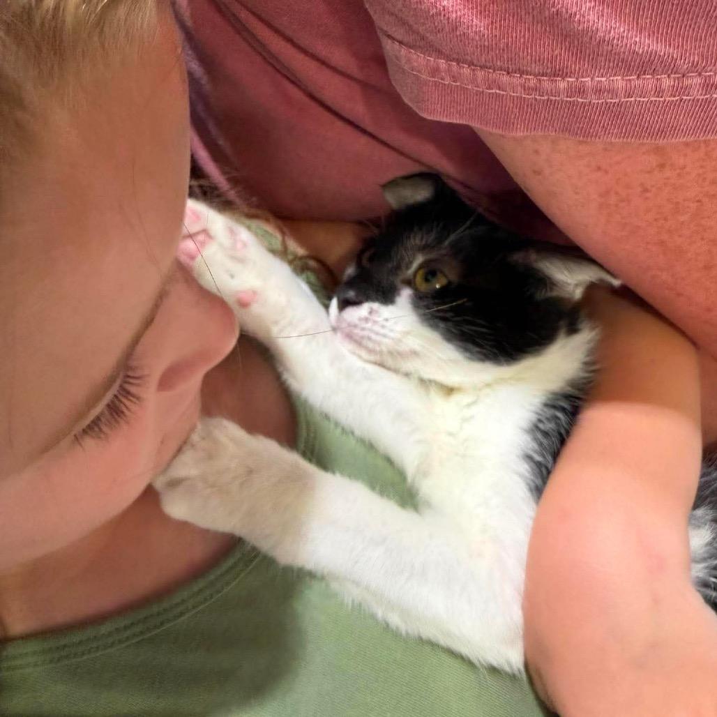 Poppy, a Adoptable Domestic Short Hair in Chillicothe, IL image 2/2